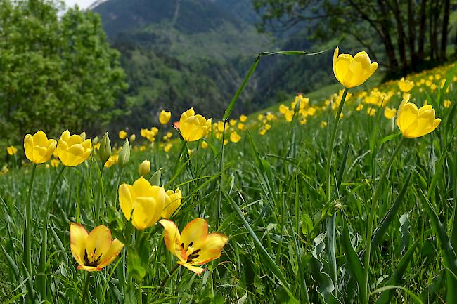 Die Grengjer Tulpen sind in voller Blüte.