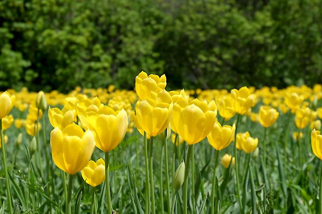 Die Grengjer Tulpen sind in voller Blüte.