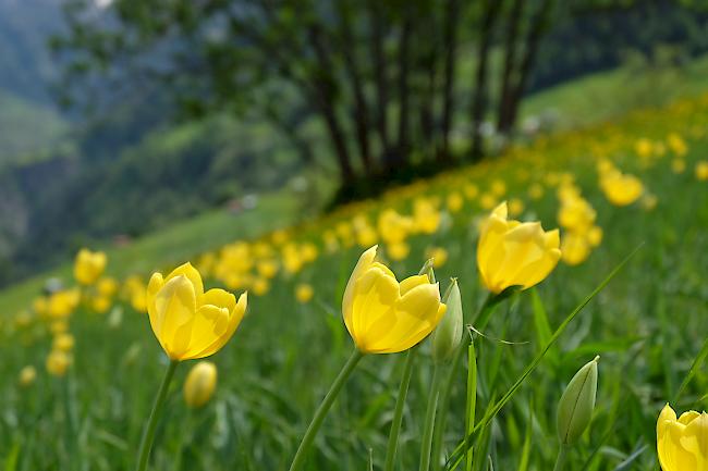 Die Grengjer Tulpen sind in voller Blüte.