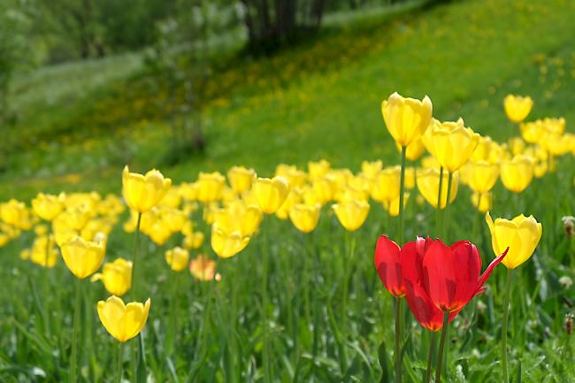 Die roten Exemplare der Grengjer Tulpe sind immer noch äusserst selten