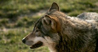 W&ouml;lfe n&auml;hern sich Siedlungsgebieten.