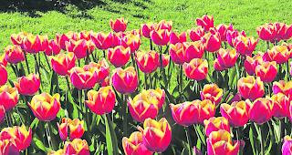 Symbolisch. Bl&uuml;hende Tulpenpracht in den Farben des &laquo;End Polio Now&raquo;-Logos. 