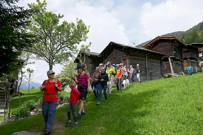 Die Teilnehmenden genossen die Frühlingslandschaft von Niederwald und Blitzingen.