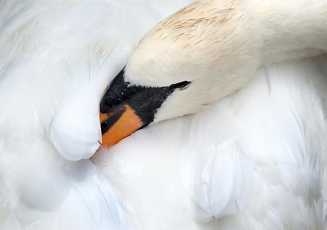 Ein Schütze hat einen Schwan mit einem Pfeil am Hals getroffen. Erst am nächsten Tag konnte das Tier von seinem Leiden erlöst werden (Symbolbild). 