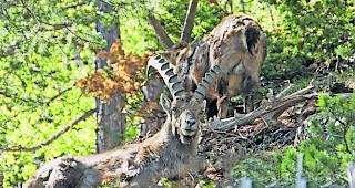 Bis Anfang Mai fand die Wildhut im Wallis 500 tote G&auml;msen und Steinb&ouml;cke.  