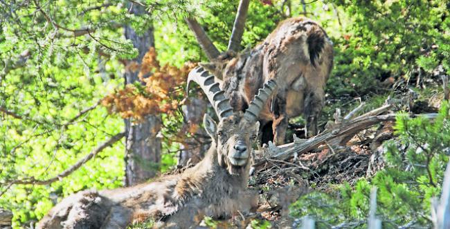 Bis Anfang Mai fand die Wildhut im Wallis 500 tote Gämsen und Steinböcke.  