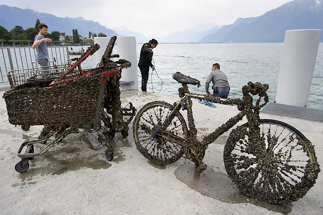 Neben Velos und Einkaufswagen, die achtlos im Gewässer entsorgt wurden, kam bei einer Putzaktion im Genfersee auch ein Blindgänger zum Vorschein.