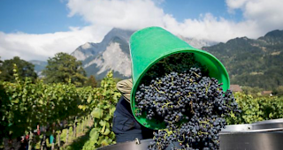 Fazit. Die Schweizer Weinhandelskontrolle nahm im vergangenen Jahr insgesamt 1480 Betriebe unter die Lupe. Bei 19 Betrieben wurden schwerwiegende Verst&ouml;sse festgestellt.