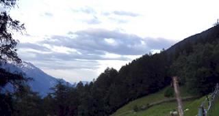 Der betroffene Sch&auml;fer hat zur Abwendung weiterer Risse Herdenschutzhunde in die Herde integriert. 