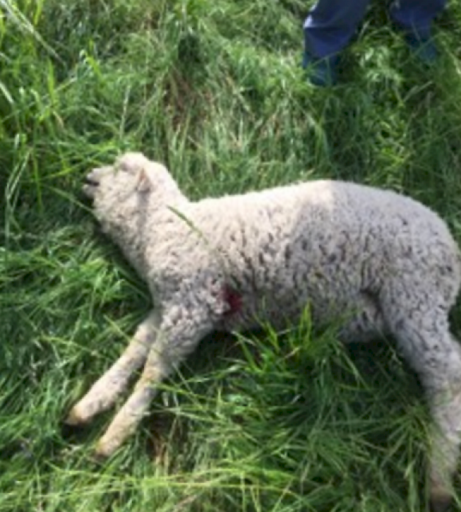 Zwei verletzte Lämmer mussten vom Wildhüter mit einem Gnadenschuss vom ihrem Leiden erlöst werden.