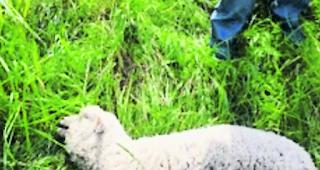 Gnadenschuss. Zwei verletzte L&auml;mmer mussten vom Wildh&uuml;ter von ihrem Leiden erl&ouml;st werden. 