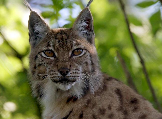 Nicht nur der Wolf sondern auch Luchs und Biber sollen künftig einfacher abgeschossen werden können. 


