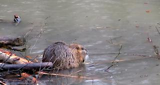 Der Biber am Galdikanal ist umstritten.