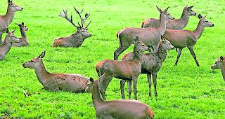 In Rudelst&auml;rke. Im Aletschgebiet...