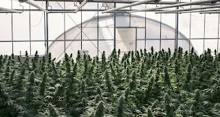 Cannabisprodukte mit einem THC-Gehalt von unter einem Prozent sind nicht dem Bet&auml;ubungsmittelgesetz unterstellt. 