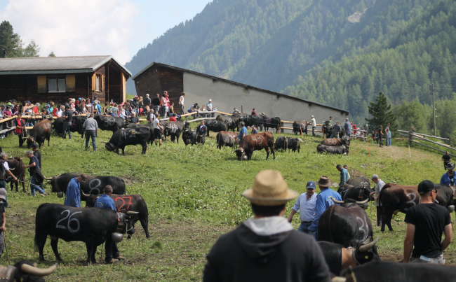 Impressionen vom Stechfest auf der Alpe Rotigen im Turtmanntal vom Samstag.