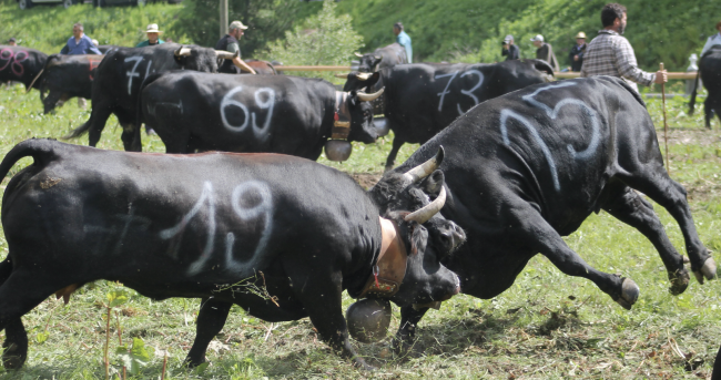 Impressionen vom Stechfest auf der Alpe Rotigen im Turtmanntal vom Samstag.