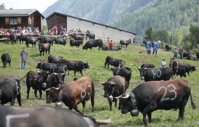 Impressionen vom Stechfest auf der Alpe Rotigen im Turtmanntal vom Samstag.