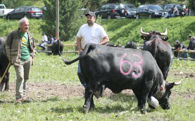 Impressionen vom Stechfest auf der Alpe Rotigen im Turtmanntal vom Samstag.