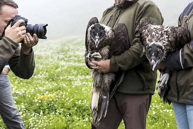 Am Sonntag wurden die beiden Bartgeier  Finja und Fredueli im Wildtierschutzgebiet Huetstock bei Melchsee-Frutt ausgewildert. 