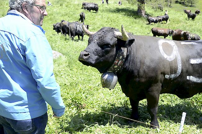 Eindrücke der Aufalpung. 