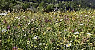 Es str&ouml;mt meist trockene und wieder etwas w&auml;rmere Luft zu den Alpen.