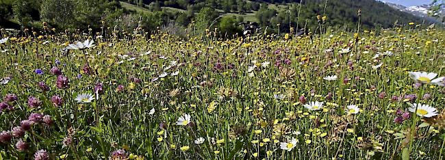 Es strömt meist trockene und wieder etwas wärmere Luft zu den Alpen.