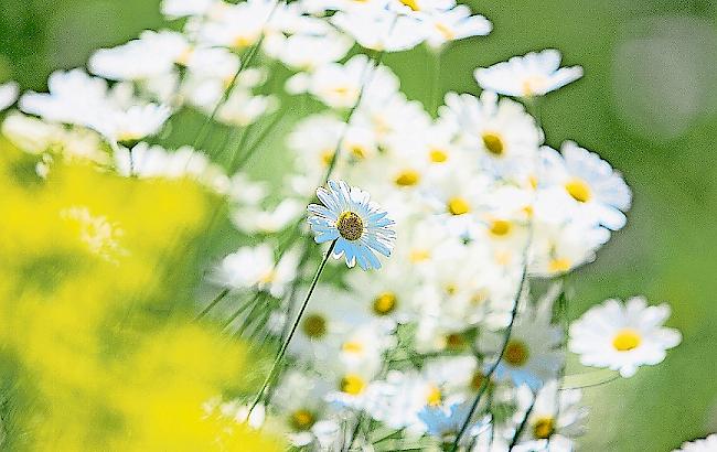 Wildblumen. Es darf wachsen, was gedeiht.