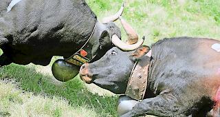 Grosses Ringen. Der &laquo;Bsetztag&raquo; auf der Tschorralp beschliesst allj&auml;hrlich den Reigen  der Oberwalliser Alpaufz&uuml;ge. Foto Symbolbild WB&nbsp;&nbsp;