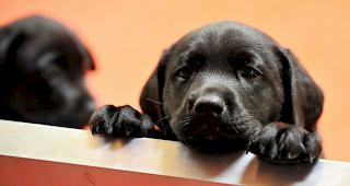 Der teuer bezahlte Hundewelpe kam nie beim Opfer an. (Symbolbild)