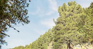 Die &laquo;Majest&auml;t&raquo; (gesch&auml;tzt 480 Jahre alt) ist einer von 29 B&auml;umen, f&uuml;r die Forst Aletsch Paten sucht.