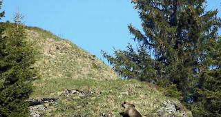 Meister Petz. Im Grenzgebiet Graub&uuml;ndens schweifen seit Juni mehrere B&auml;ren umher. (Symbolbild)