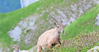 R&uuml;cksicht nehmen. Drohnen k&ouml;nnen eine Gefahr f&uuml;r Wildtiere sein.Foto Marcel Burkhardt