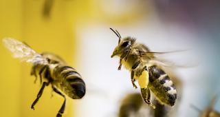 Frankreich nimmt beim Bienenschutz eine Vorreiterrolle ein.