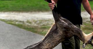 Regulation. Der Nachtrag zur Ausübung der Jagd 2018 sieht eine Reduktion des Jagddrucks bei den G&auml;msen und in gewissen Hirschregionen eine Erh&ouml;hung des Jagdrucks auf das Rotwild vor.