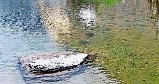 B&auml;rentatzen-Spuren. Fuss&shy;abdr&uuml;cke des Braunb&auml;ren.