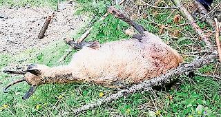 Tragisches Ende: Eine G&auml;mse wurde von der Lawine &uuml;berrascht. 