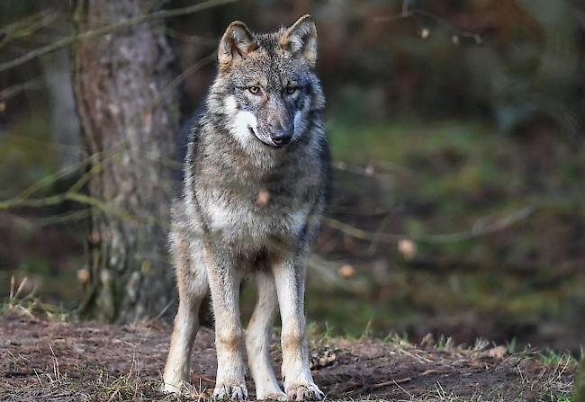 Erst vor rund 20 Jahren wanderte der Wolf wieder in die Schweiz ein.