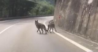 Auf den sozialen Medien schlug ein Video, das zwei wolfs&auml;hnliche Hunde auf der Simplonpassstrasse zeigt, am Freitag im Oberwallis hohe Wellen.