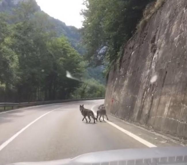 Auf den sozialen Medien schlug ein Video, das zwei wolfsähnliche Hunde auf der Simplonpassstrasse zeigt, am Freitag im Oberwallis hohe Wellen.