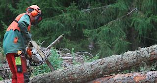 Anstieg. Die Schweizer Holzernte konnte im 2017 gegen&uuml;ber dem Vorjahr um f&uuml;nf Prozent zulegen. Dennoch bleibt der finanzielle Spielraum f&uuml;r die Forstbetriebe gering.