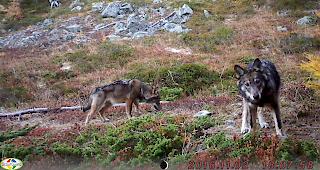 Am Mittwoch hat das Land Nieder&ouml;sterreich seinen Landwirten das Schiessen mit Gummikugeln auf W&ouml;lfe erlaubt.