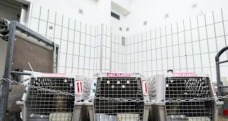 Das Tier ist seinem K&auml;fig im Gep&auml;ckraum entkommen. (Symbolbild)