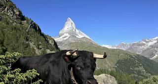 Am 19. August 2018 gibt es in Zermatt ein Spektakel der besonderen Art: Zum ersten Mal macht der traditionelle Ringkuhkampf Halt im Matterhorndorf.