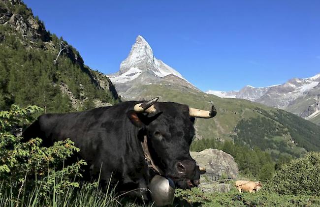 Am 19. August 2018 gibt es in Zermatt ein Spektakel der besonderen Art: Zum ersten Mal macht der traditionelle Ringkuhkampf Halt im Matterhorndorf.