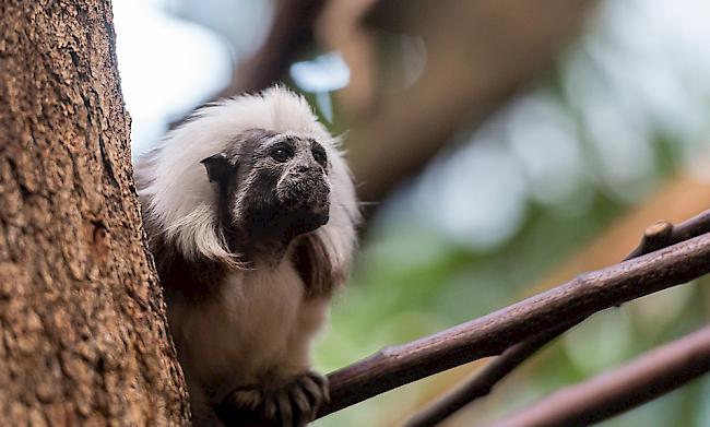 Die Lisztäffchen im Zoo Basel haben dreifachen Nachwuchs bekommen.