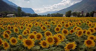 Am Dienstag und Mittwoch zeigt sich der Sommer nochmals von seiner sch&ouml;nsten Seite.