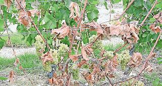 Pilze im Holz. Noch ist der Mechanismus unklar, wie die Pilzgemeinschaft aus 158 Pilzen die &laquo;Esca&raquo;-Krankheit exakt verursacht.