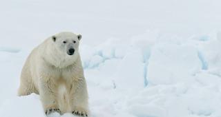 Ein Mann wurde auf Spitzbergen von einem Eisb&auml;r attackiert. (Archiv)