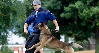 Ist der Asphalt zu heiss, sollten grosse Hunde Schuhe tragen. (Symbolbild)